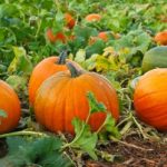 Pumpkin Patch