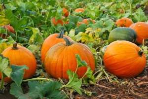 Annual Giant Pumpkin and Squash Weighoff in Ridgefield