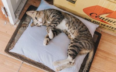 Best Practices for Downsizing Your Home with an Animal Companion